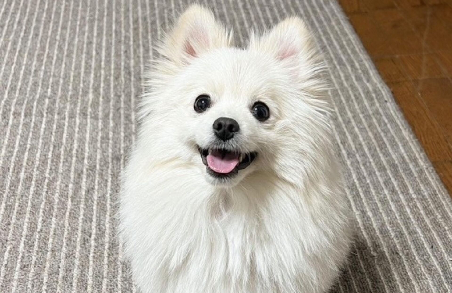 Koa
