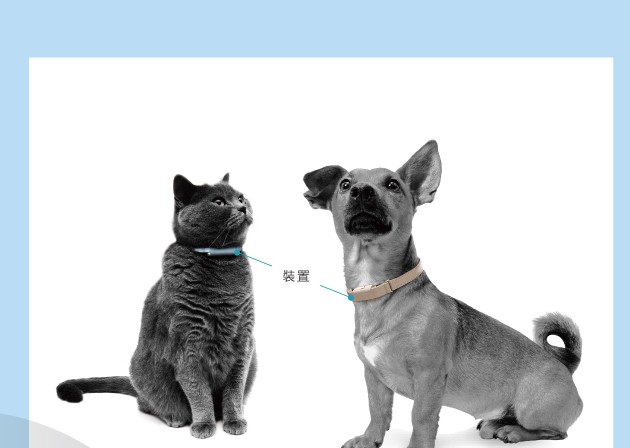 貓咪與狗狗頸部配戴 PetVoice 犬貓生理監測穿戴裝置